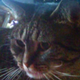 Illustration for article titled Jezebel Endorses Limberbutt McCubbins, Cat, for President